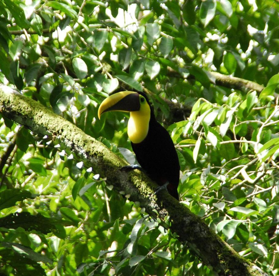 Toucan Villa Newer With Wifi & Pool - Digital Nomad Friendly Manuel Antonio Eksteriør billede